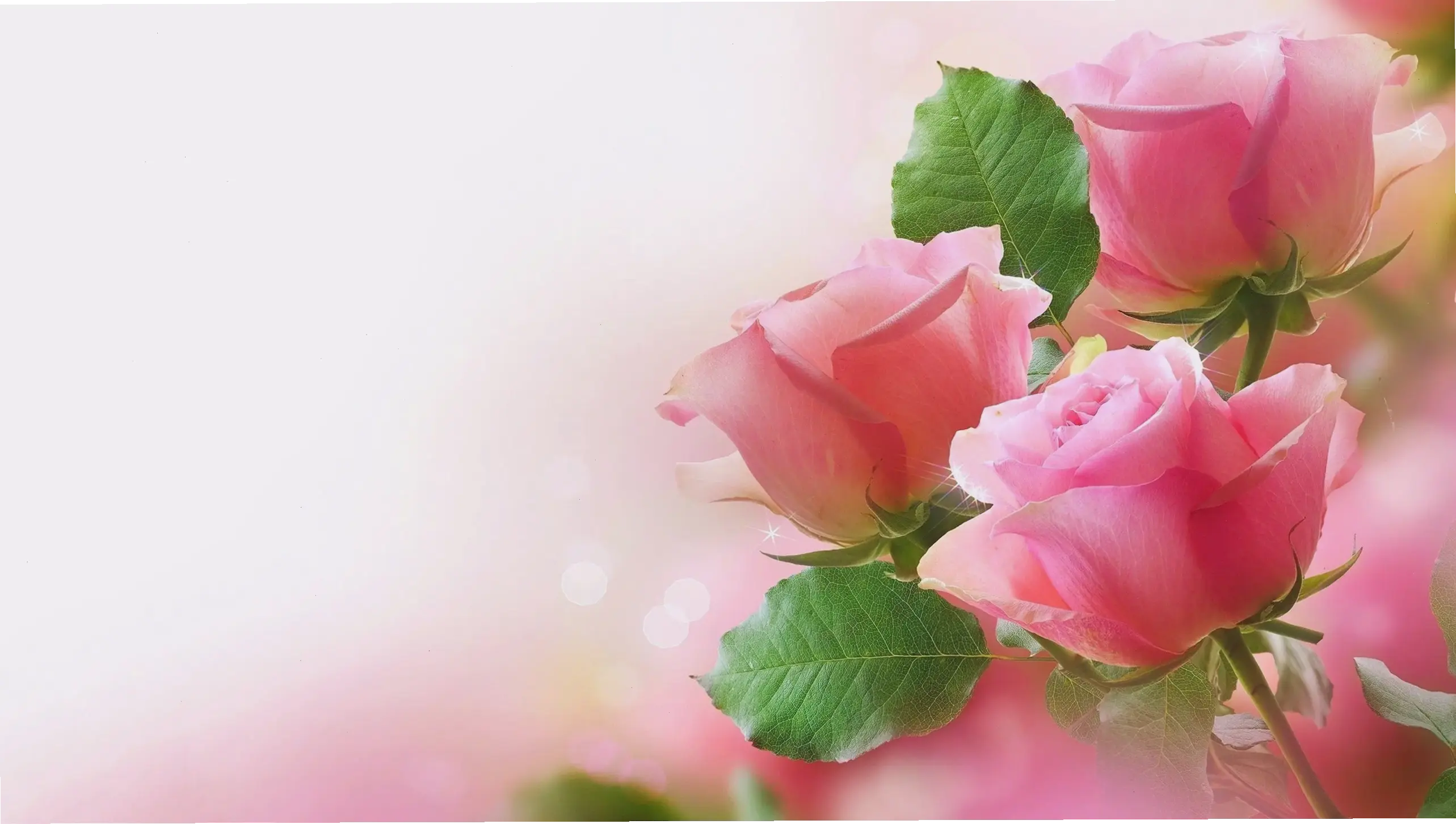 Làm mới màn hình điện thoại với hình nền hoa hồng rực rỡ, mang vẻ đẹp thiên nhiên vào tay bạn mỗi ngày.