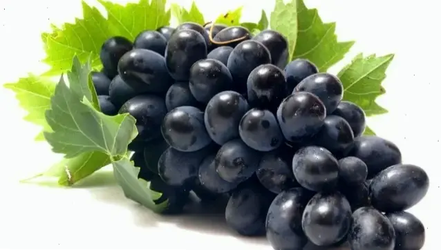 Lợi ích của thực phẩm tốt cho thận