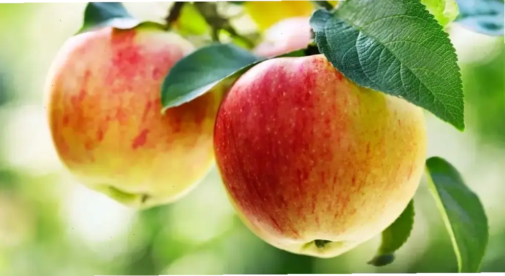 Lời khuyên chung và mẹo thực tế