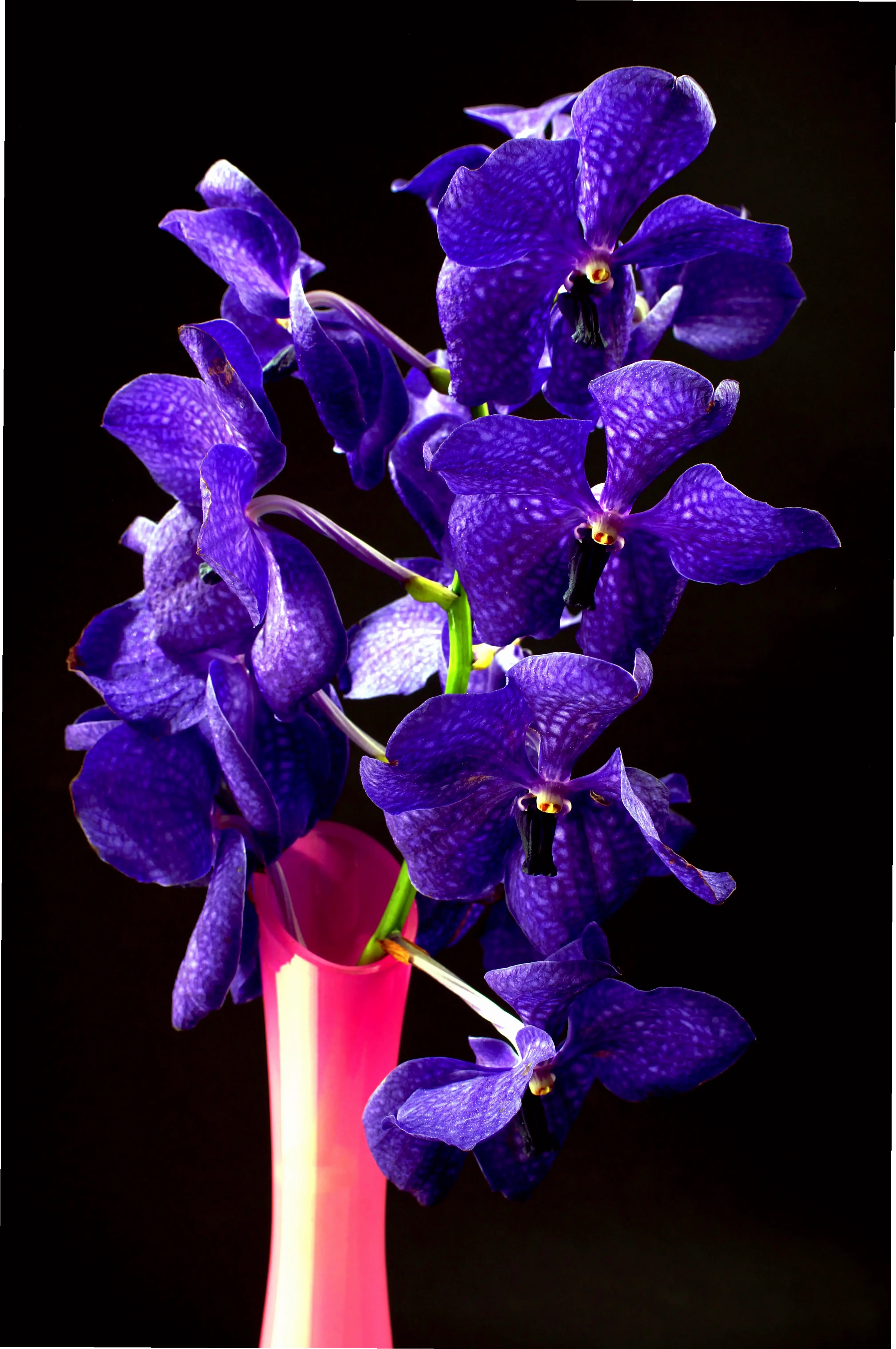 Màu tím huyền bí của hoa lan được phóng đại qua macro, tạo nên sức hút kỳ diệu và quyến rũ.