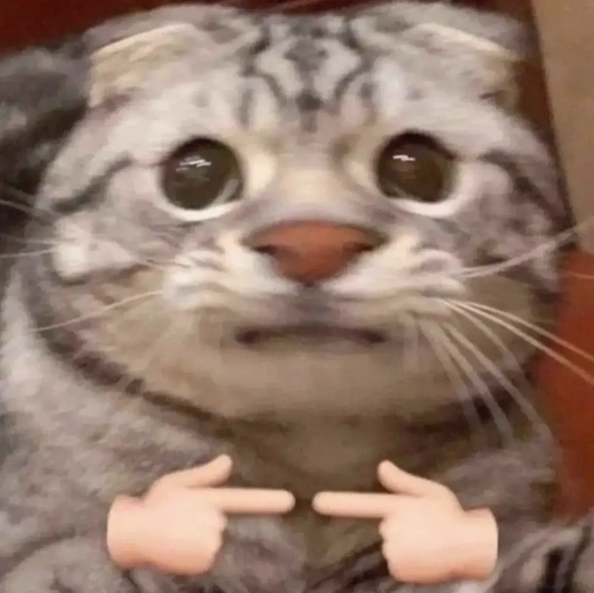 Avatar mèo vô tri khiến ai cũng cười nghiêng ngả với biểu cảm siêu dễ thương, biến mọi ngày thành niềm vui bất tận!