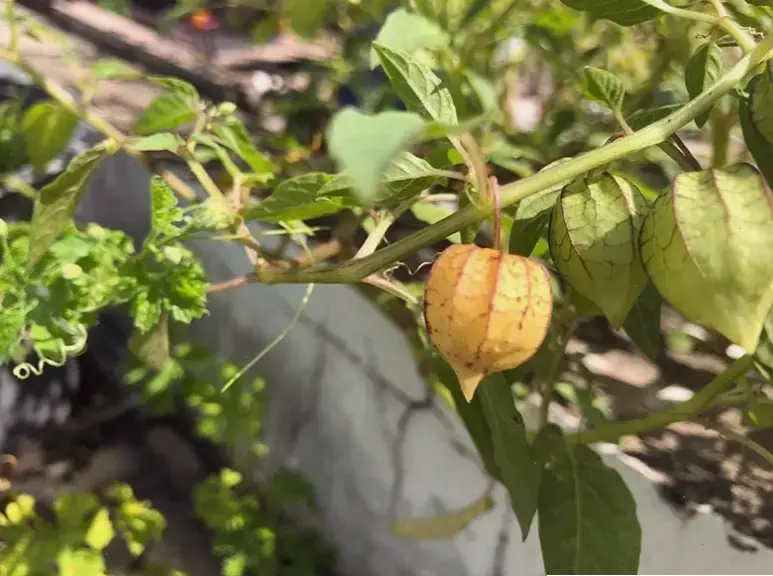 Mẹo thực tế và lời khuyên chung