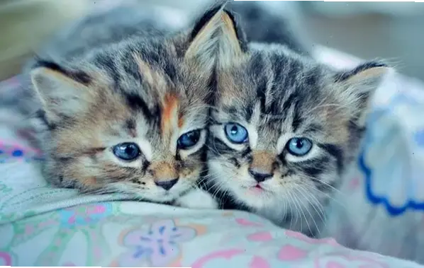 Mèo vui đùa trong vườn xanh tươi, hình ảnh tự nhiên và thư thái giúp bạn cảm nhận sự gần gũi với thiên nhiên.