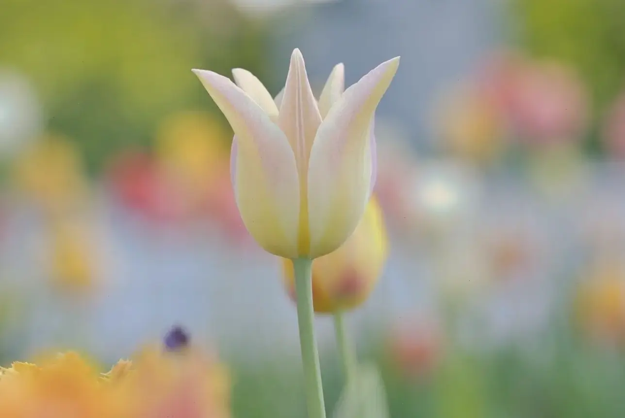 Mùa xuân đến với hoa tulip macro, mang màu sắc tươi mới và năng lượng tích cực đầy hấp dẫn.