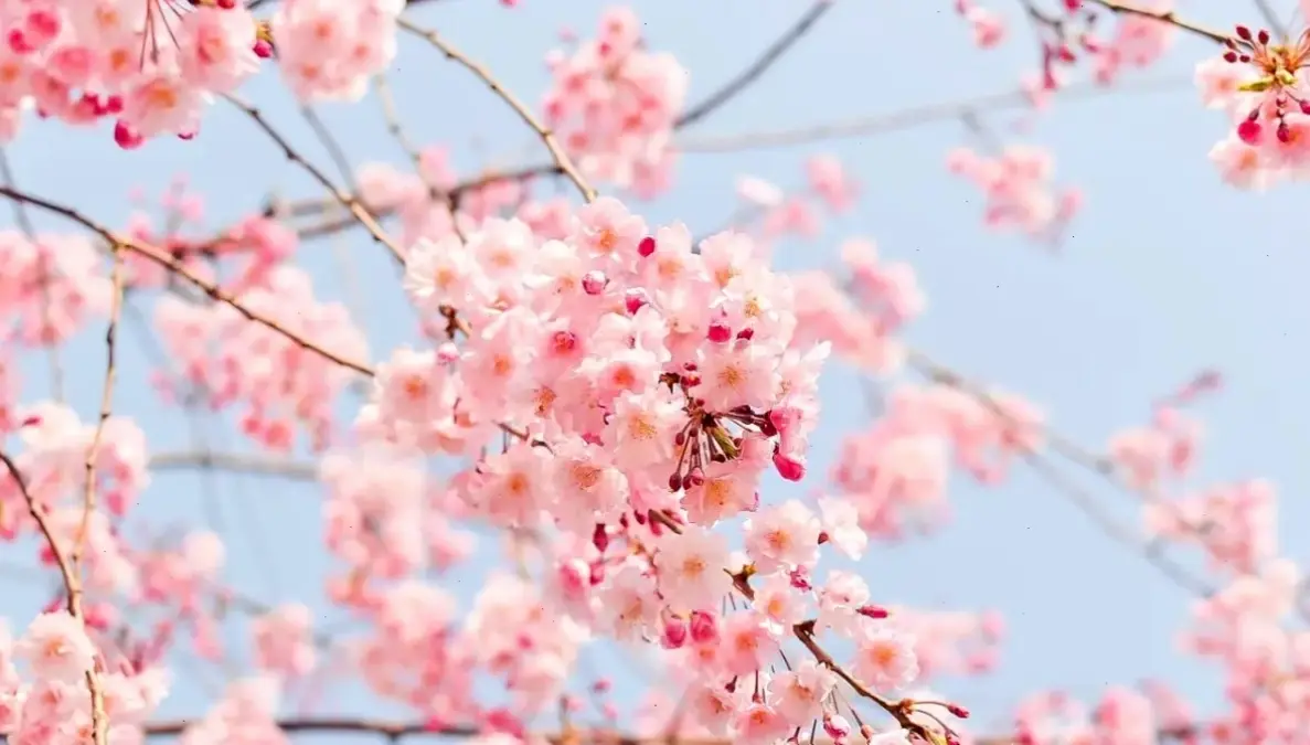 Mùa xuân Việt Nam rực rỡ với hoa đào nở, tượng trưng cho sự khởi đầu mới, hy vọng và vẻ đẹp thiên nhiên tuyệt vời.