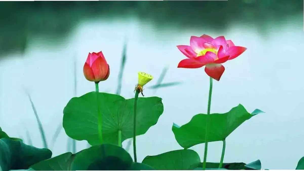 Nâng cấp màn hình máy tính với hình nền hoa sen 4K, chi tiết sống động và màu sắc rực rỡ, kết hợp yếu tố Phật giáo để tạo không gian yên bình.