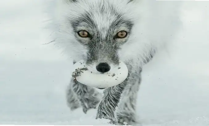 Nghệ thuật hóa động vật qua các bức ảnh sáng tạo, kết hợp vẻ đẹp và trí tưởng tượng độc đáo.