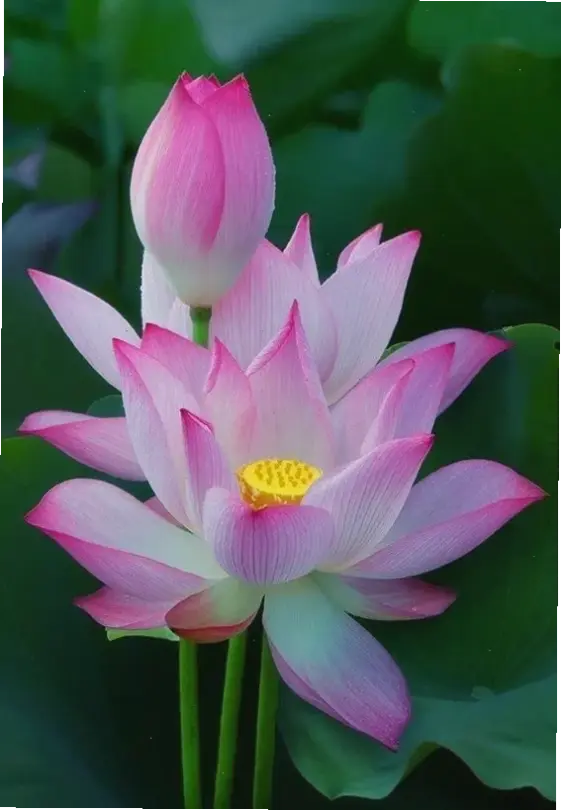 Những bức ảnh macro hoa sen chi tiết, mang vẻ đẹp nghệ thuật cho trang trí tường nhà.