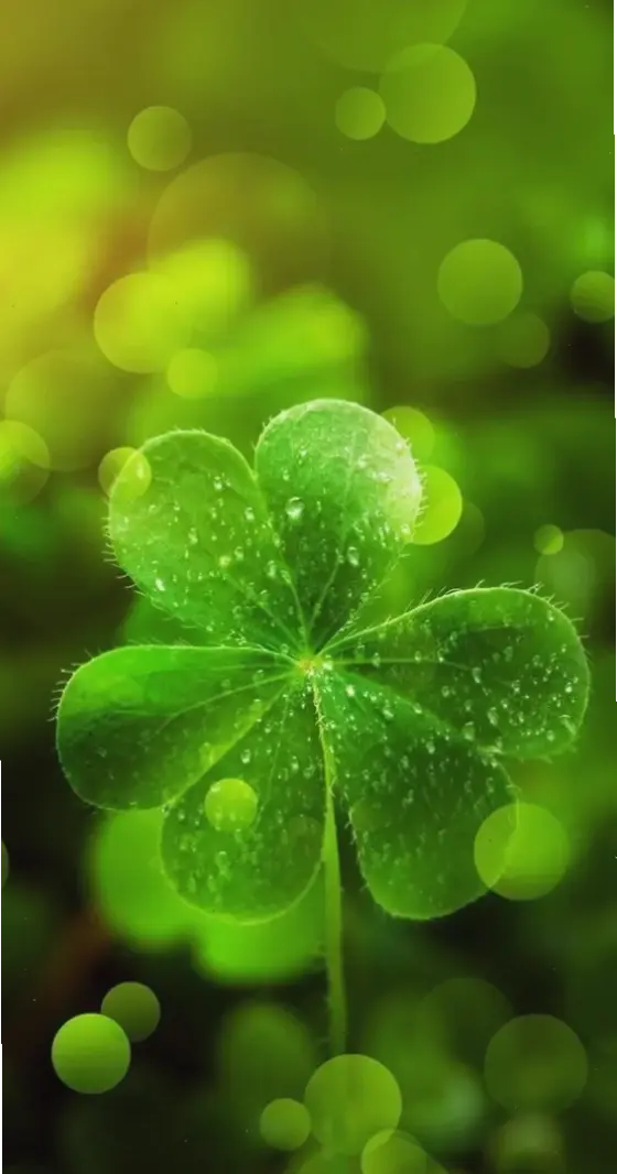 Những hình nền cỏ 4 lá đẹp nhất, mang sắc xanh tươi mát và năng lượng tích cực đến màn hình.