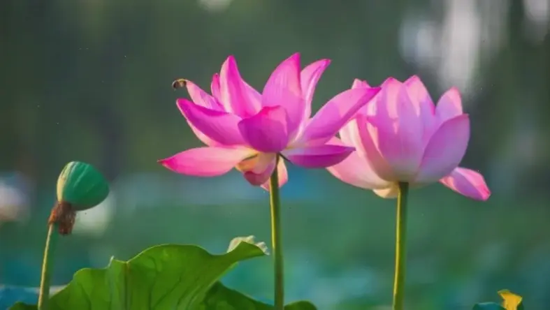 Những hình nền hoa sen đẹp nhất, tuyển chọn để bạn dễ dàng thưởng thức và sử dụng hàng ngày.