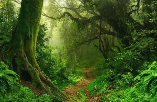 Rừng nhiệt đới về đêm, nơi bí ẩn và âm thanh của thiên nhiên hòa quyện, tạo nên sức hút kỳ diệu.