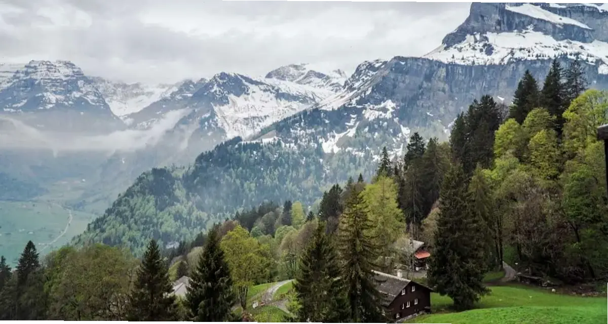 Rừng thông tối giản với thiết kế tinh tế, mang lại sự thanh lịch và yên bình cho không gian của bạn.