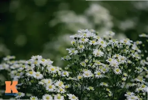 Sắc trắng hoa thạch thảo tinh khiết, biểu tượng của sự trong sạch và hy vọng mới mẻ.