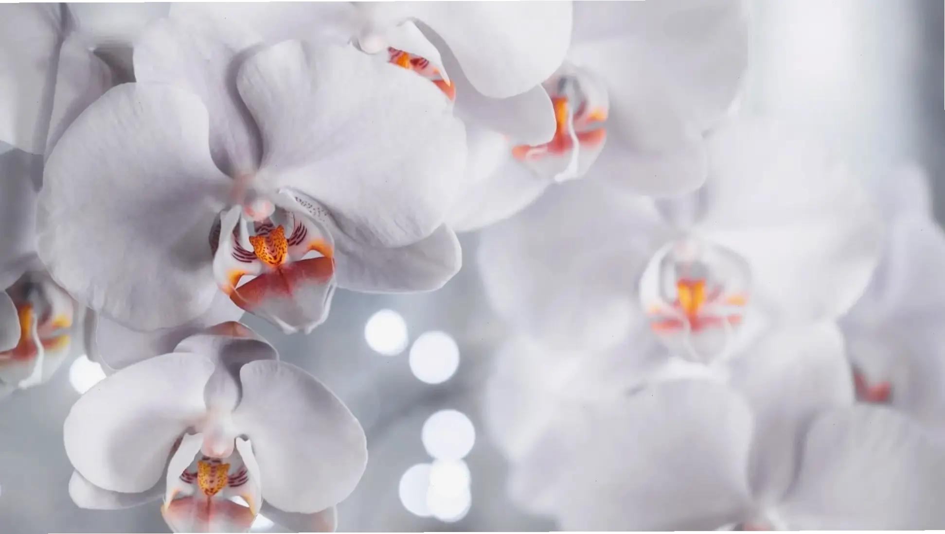 Sắc trắng thuần khiết của hoa lan dưới góc macro, mang đến sự thanh lịch và dịu dàng không thể cưỡng lại.