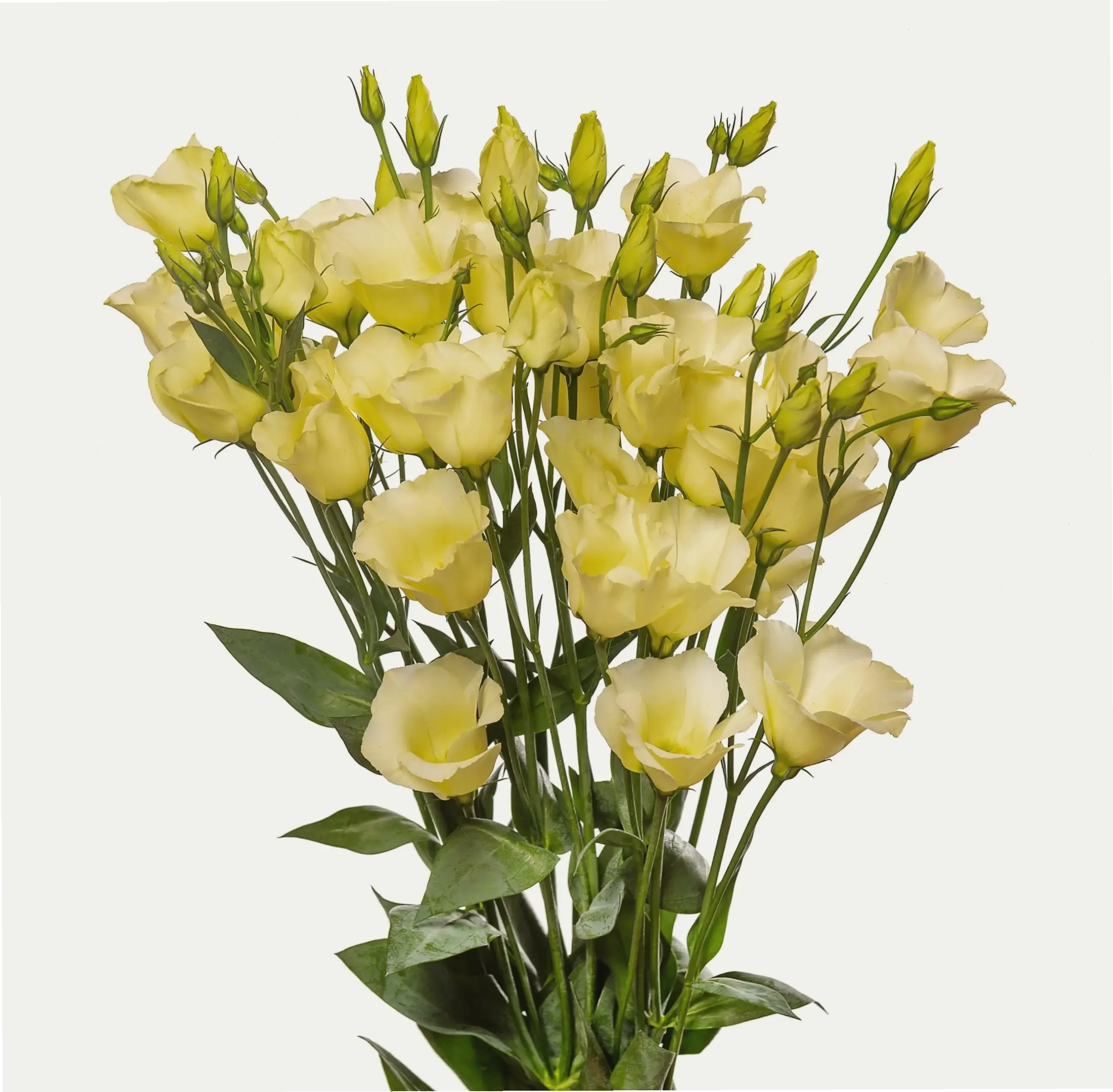 Sắc xanh hoa cát tường tượng trưng cho hy vọng tươi mới và năng lượng tích cực, giúp cuộc sống thêm phần may mắn.