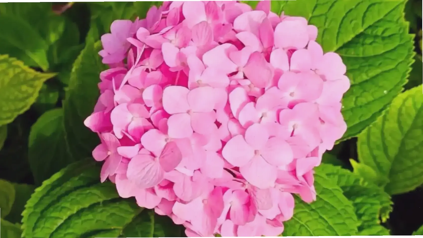 Sử dụng hoa cẩm tú cầu để trang trí, tạo nên không gian đầy màu sắc và hấp dẫn.