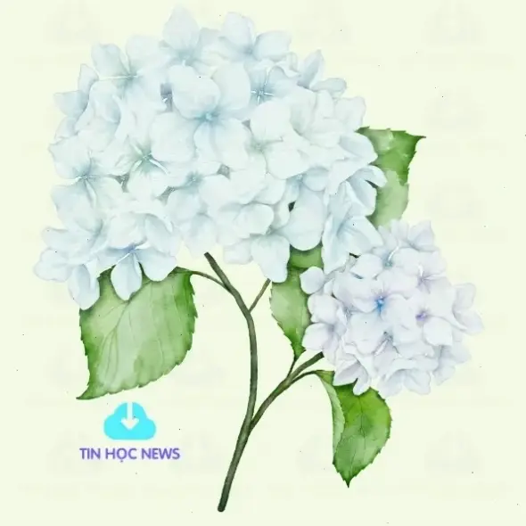 Sử dụng hoa cẩm tú cầu để trang trí tiệc cưới, mang đến sự tươi mới và đẳng cấp, biến không gian thành khu vườn mơ mộng đầy màu sắc.