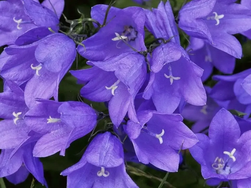 Sử dụng hoa cát cánh để biến mọi góc nhỏ thành khu vườn đẹp mắt và đầy sức sống.