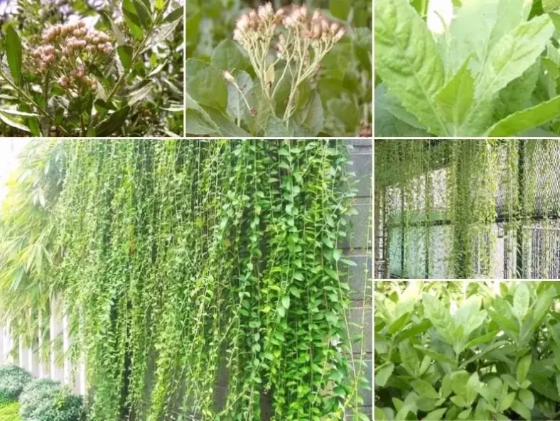 Sử dụng hoa cúc tần trang trí để tạo nên không gian sống động, tươi mát và đầy sức sống.