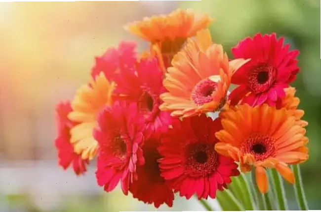 Sử dụng hoa đồng tiền để chúc mừng Tết, biểu tượng của sự thịnh vượng và hạnh phúc gia đình.