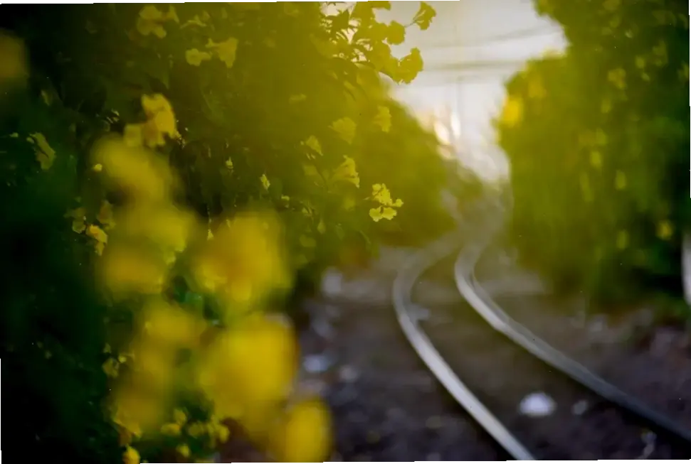 Sử dụng hoa huỳnh liên để trang trí, biến không gian thành khu vườn rực rỡ tự nhiên.