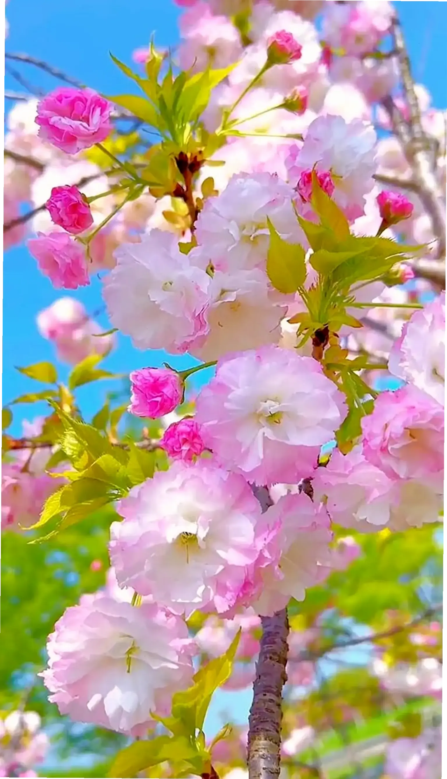 Sử dụng hoa kim đồng để trang trí nhà cửa, mang đến sự tươi mới và vẻ đẹp tự nhiên cho không gian sống hàng ngày.