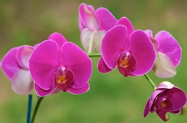 Sử dụng hoa lan để chúc mừng Tết, mang đến niềm vui, phồn vinh và những điều tốt lành cho mọi người.