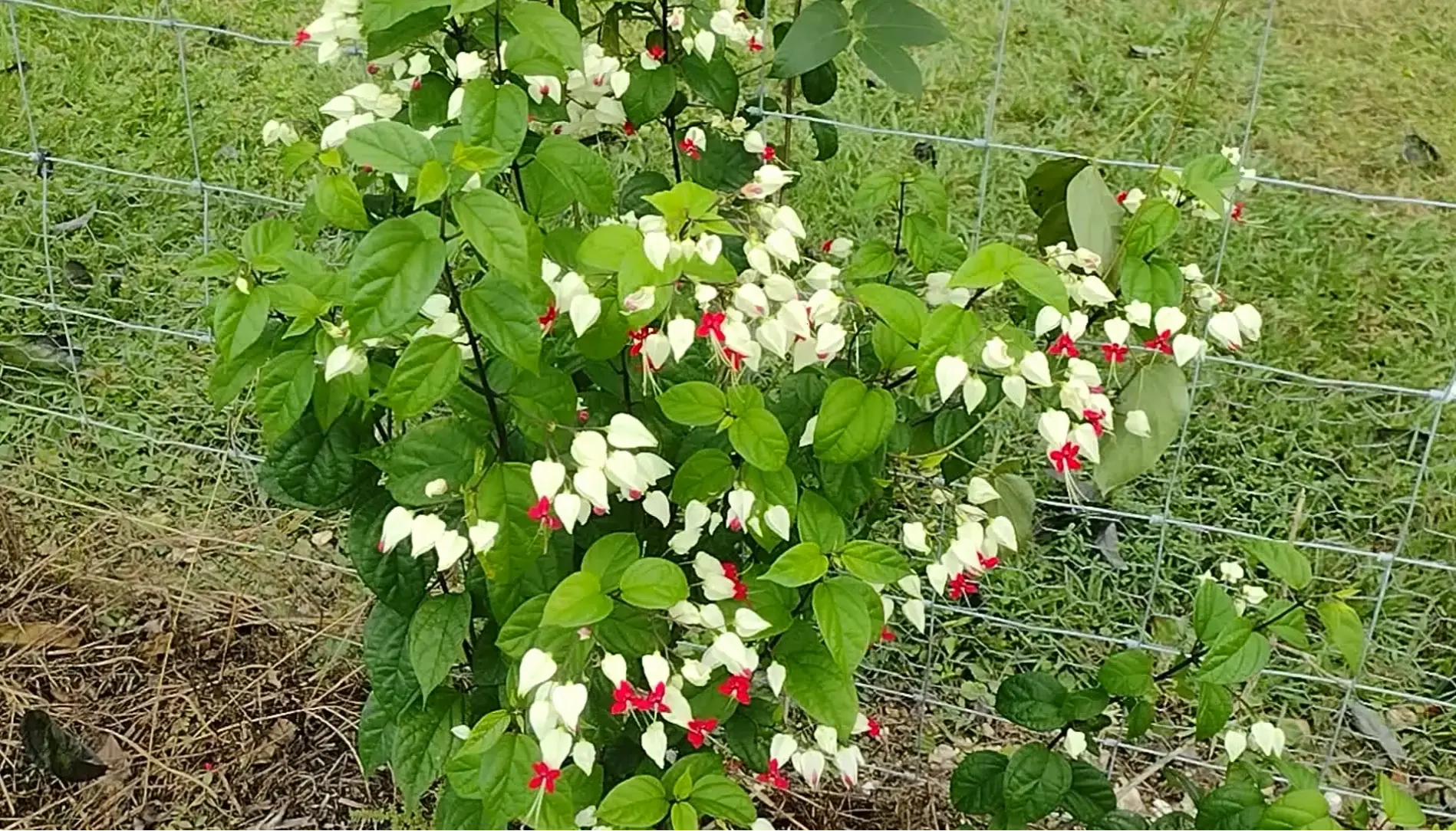 Sử dụng hoa ngọc nữ để trang trí, tạo nên không gian sống đầy màu sắc tươi mới.