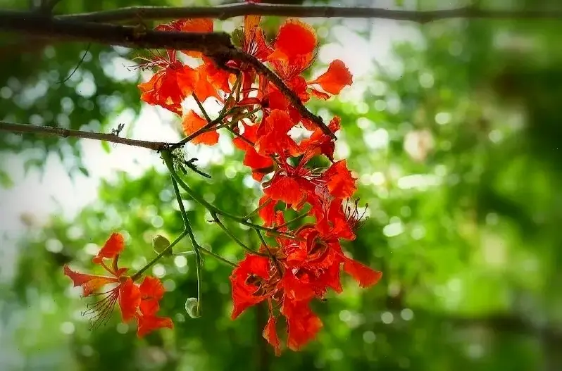 Sử dụng hoa phượng để trang trí, tạo nên không gian rực rỡ và hấp dẫn hơn bao giờ.