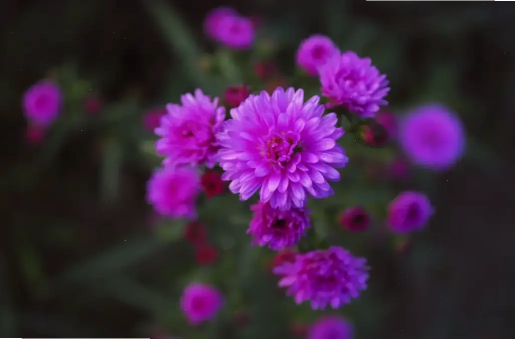 Sử dụng hoa thạch thảo tím để trang trí, mang vẻ đẹp dịu dàng vào mọi góc nhà.