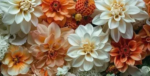 Sử dụng hoa thược dược để trang trí không gian, tạo nên sự tươi mới và lễ hội đầy màu sắc.