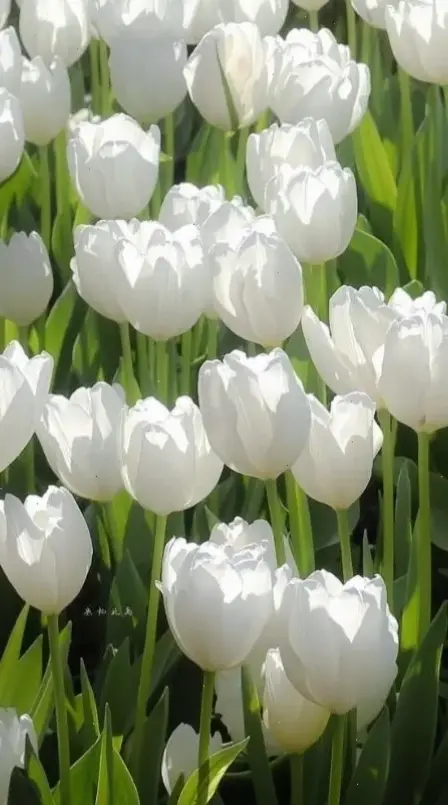 Sử dụng hoa tulip để trang trí, ảnh macro giúp không gian thêm phần rực rỡ và cuốn hút.