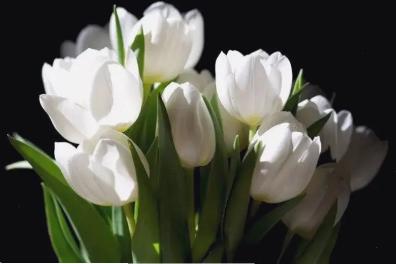 Sử dụng hoa tulip để trang trí nhà cửa, tạo nên sự sống động và thanh lịch đầy ấn tượng.