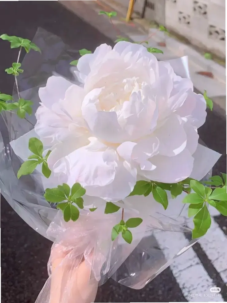 Sự sang trọng của hoa mẫu đơn trắng, biểu tượng tinh khiết và thanh lịch cho mọi dịp.