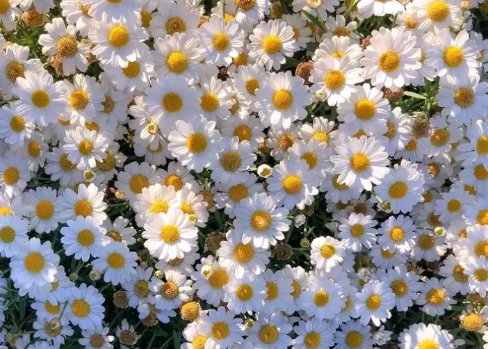 Sự tích hoa cúc trắng kể về tình yêu thuần khiết và nỗi buồn vĩnh cửu, một câu chuyện cảm động lòng người.