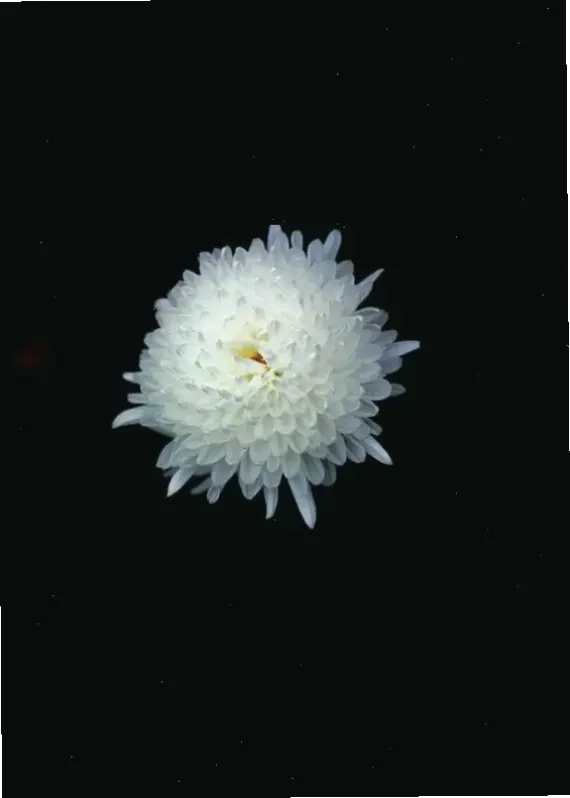 Sự tinh khiết của hoa cúc trắng được khắc họa rõ nét qua ảnh cận, mang lại cảm giác yên bình và thanh lịch.