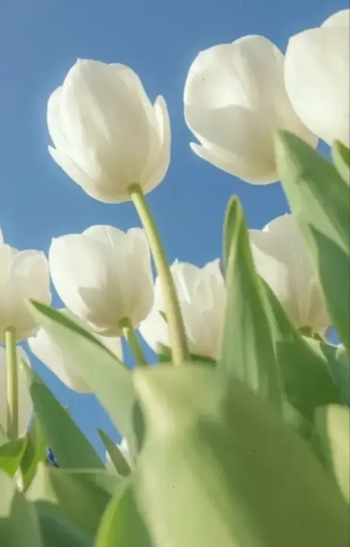 Sự tinh khiết của hoa tulip trắng tạo vẻ đẹp trang nhã, hoàn hảo cho trang trí nhà cửa.