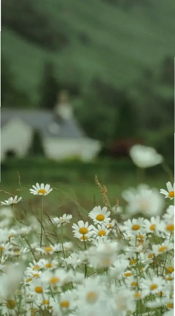 Sương mù bao phủ cúc họa mi, tạo bức tranh huyền ảo, hình nền mang đến sự thanh tịnh tuyệt đối cho không gian.