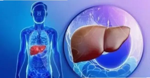 Tầm quan trọng của gan