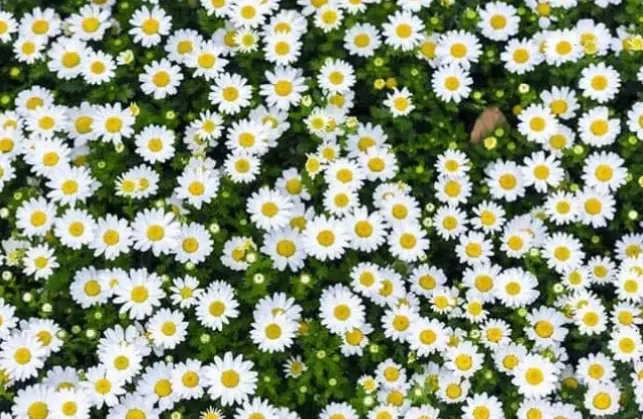 Tặng mẹ bó hoa cúc họa mi, món quà ý nghĩa nhân dịp 8/3, thể hiện lòng biết ơn sâu sắc.