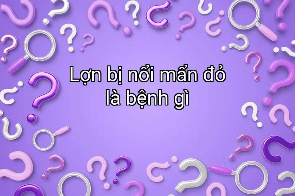 Lợn bị nổi mẩn đỏ là bệnh gì