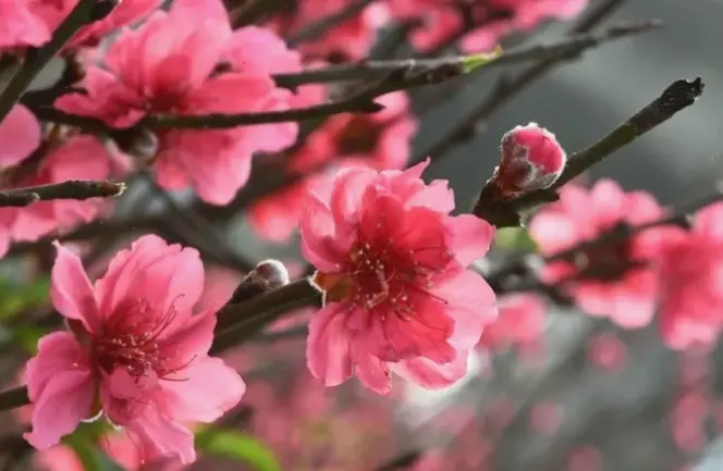 Thăm vườn hoa đào rực rỡ tại Hà Nội, nguồn cảm hứng cho mọi thiết kế trang trí.