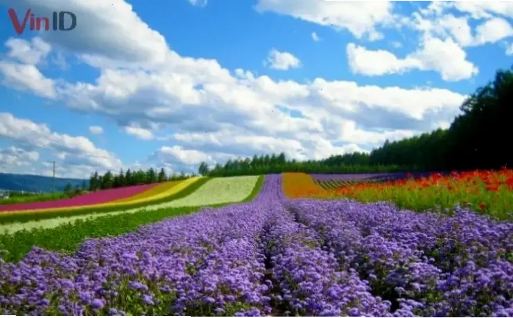 Thăm vườn hoa tulip ở Đà Lạt, nơi vẻ đẹp thiên nhiên hòa quyện với không khí mát mẻ và thơ mộng.