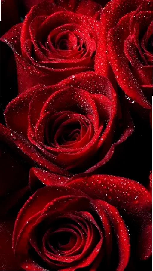 Trải nghiệm hình nền hoa hồng 3D sống động, như chạm vào cánh hoa thật với chiều sâu chân thực.