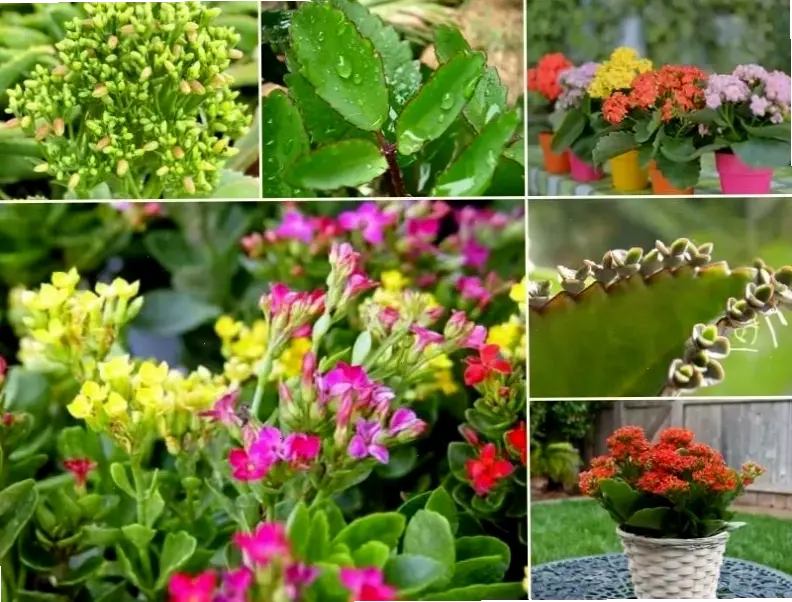 Trang trí ban công bằng chậu hoa sống đời, mang thiên nhiên tươi mát vào cuộc sống hàng ngày.