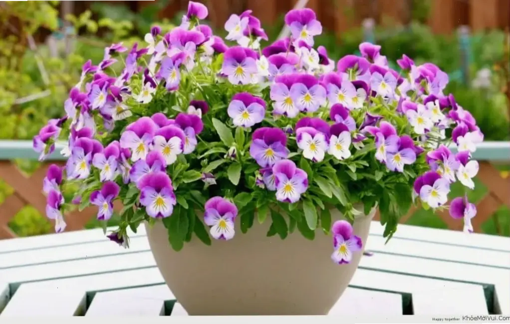 Trang trí ban công với hoa violet, mang thiên nhiên gần gũi và tươi mát ngay tại ngôi nhà bạn.