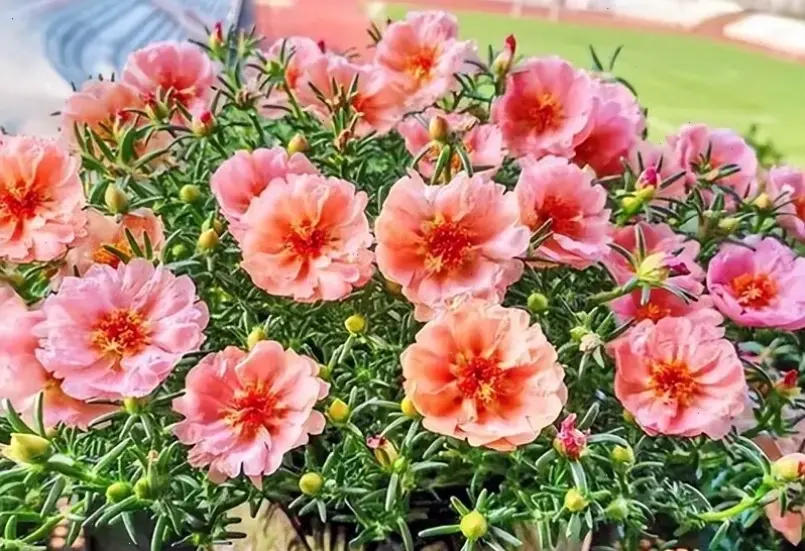 Trang trí nhà cửa với hoa mười giờ cắm bình, tạo nên không gian tươi mát và đầy sức hút tự nhiên.