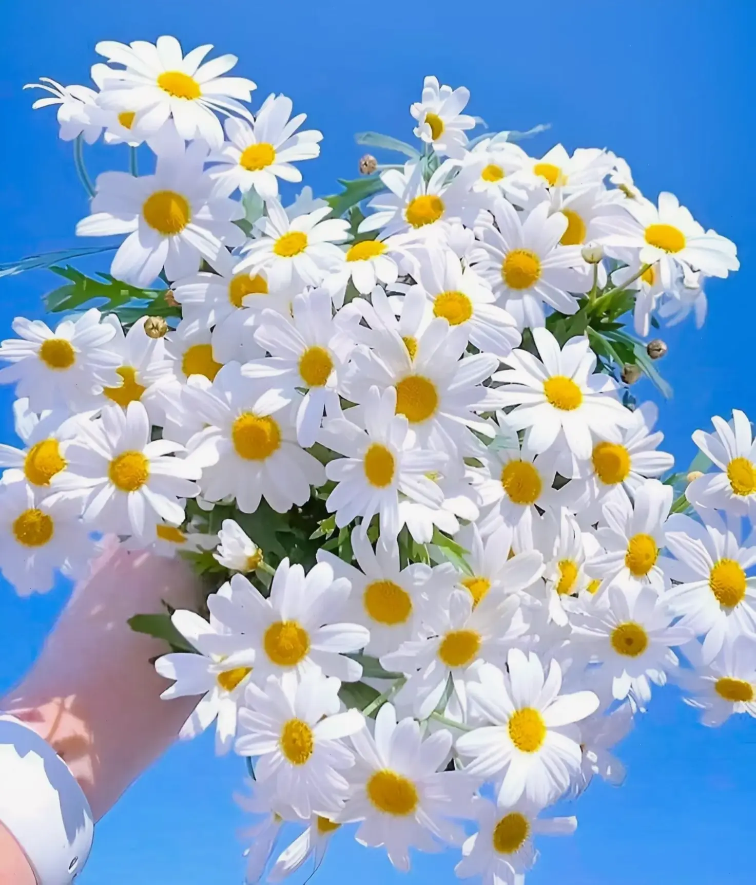 Trong Phật giáo, hoa cúc đại diện sự giác ngộ, thanh tịnh và trí tuệ, biểu tượng cho hành trình tâm linh.