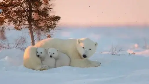 Vẻ đẹp băng tuyết Bắc Cực với gấu trắng ngự trị, tạo cảm giác yên bình và huyền bí cho không gian kỹ thuật số.