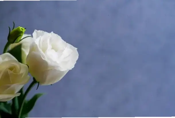 Vẻ đẹp tinh khiết của hoa cát tường trắng, mang ý nghĩa may mắn và trong sạch. Khám phá ngay!